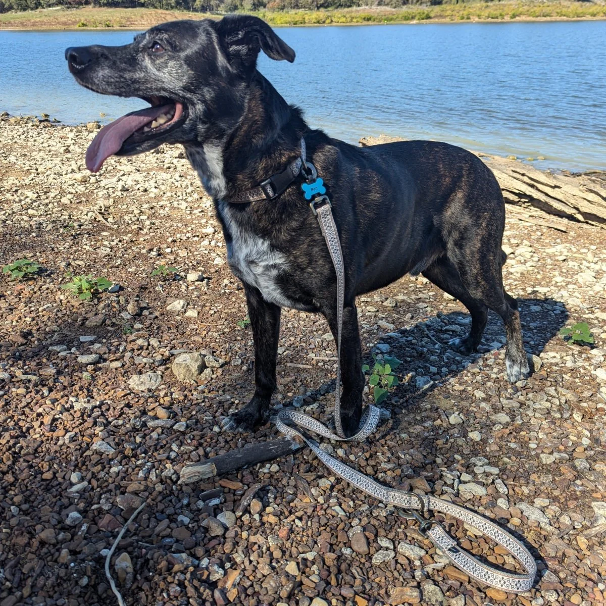 Pendleton Adventure Collar - Image 8