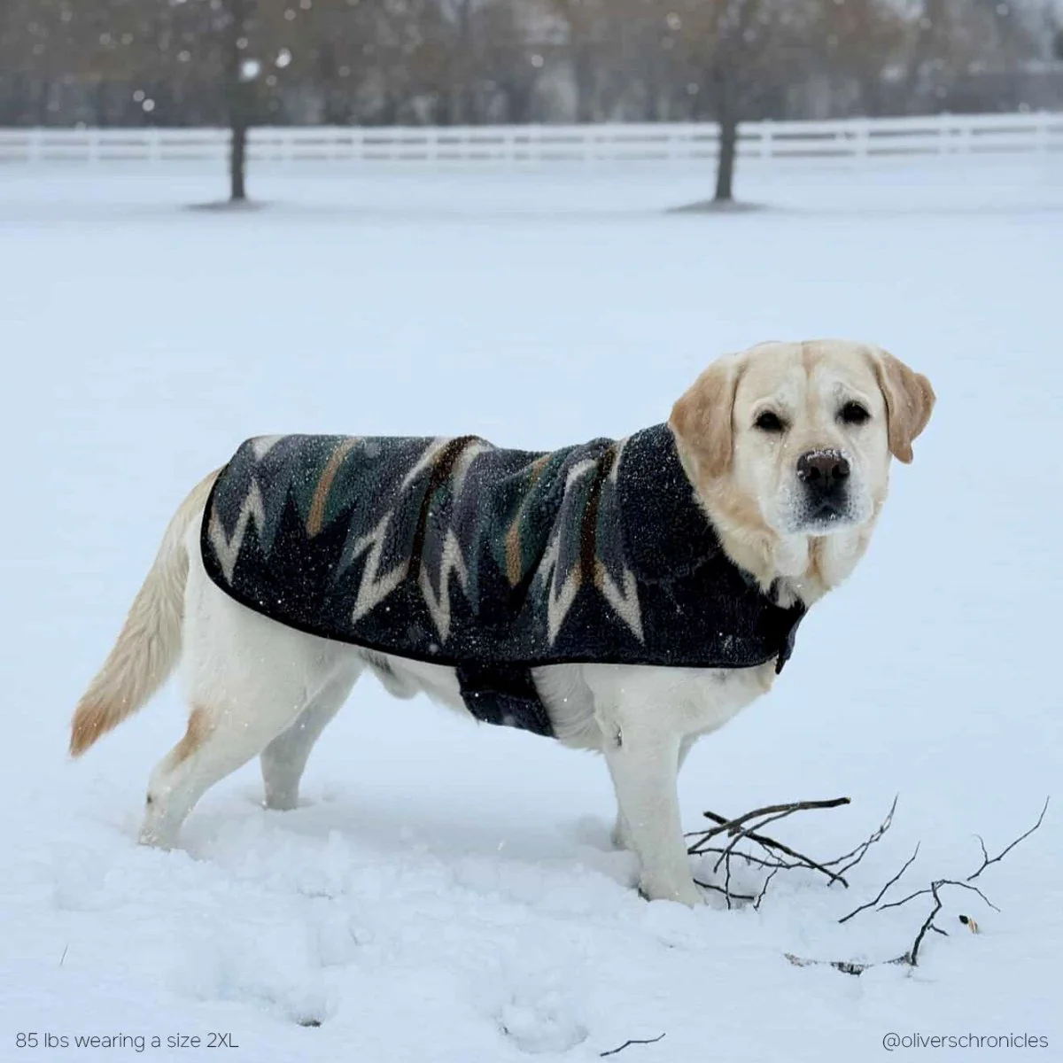 Pendleton Berber Dog Coat - Image 7