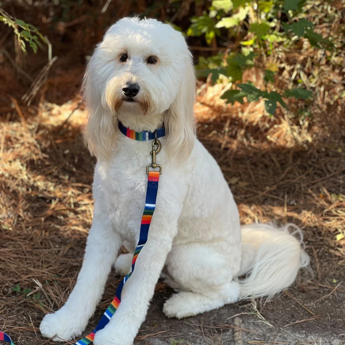 Pendleton National Park Adventure Collar - Image 2