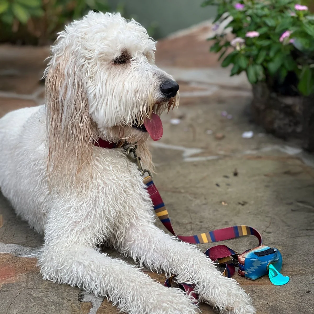 Pendleton National Park Adventure Leash - Image 11