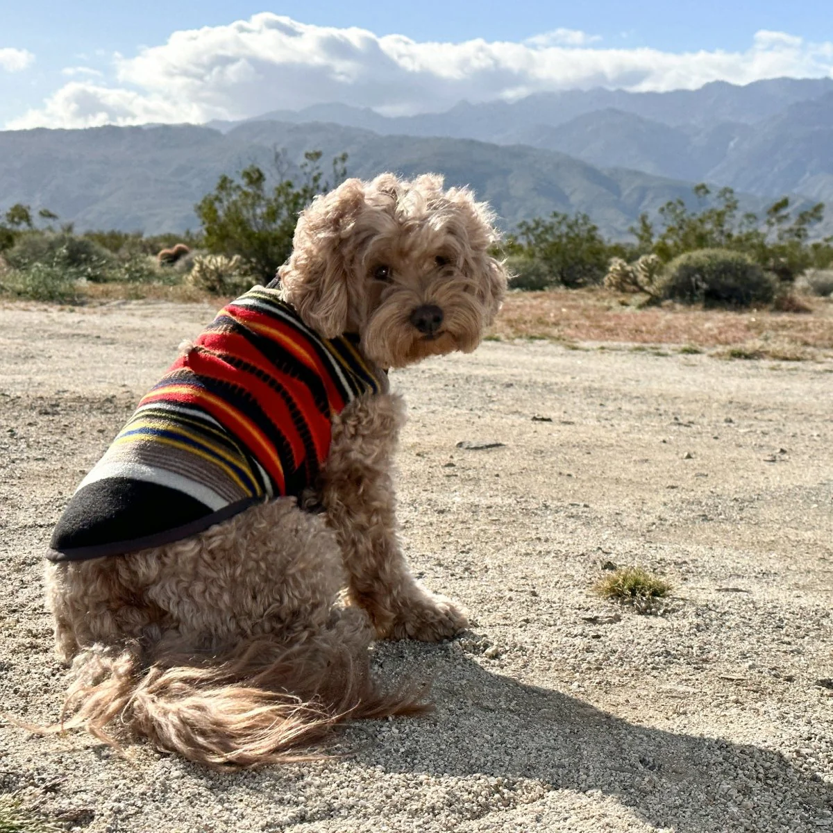 Pendleton National Park Dog Vest - Image 7