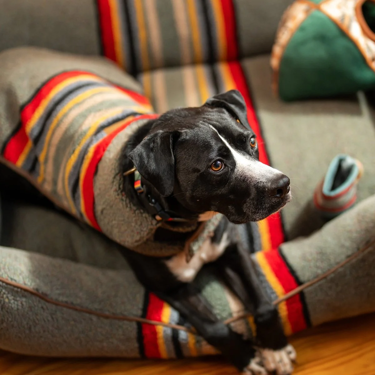 Pendleton Vintage Camp Dog Coat - Image 2