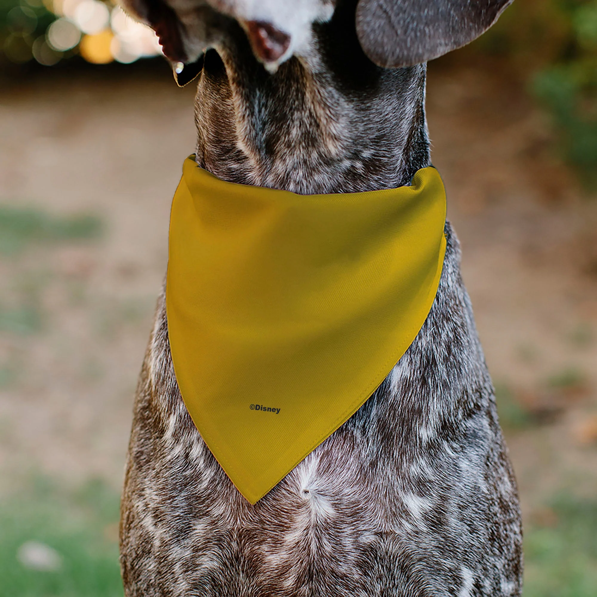 Pet Bandana - Disney Fab Five ORIGINAL BUDDIES Group Pose Black - Image 5
