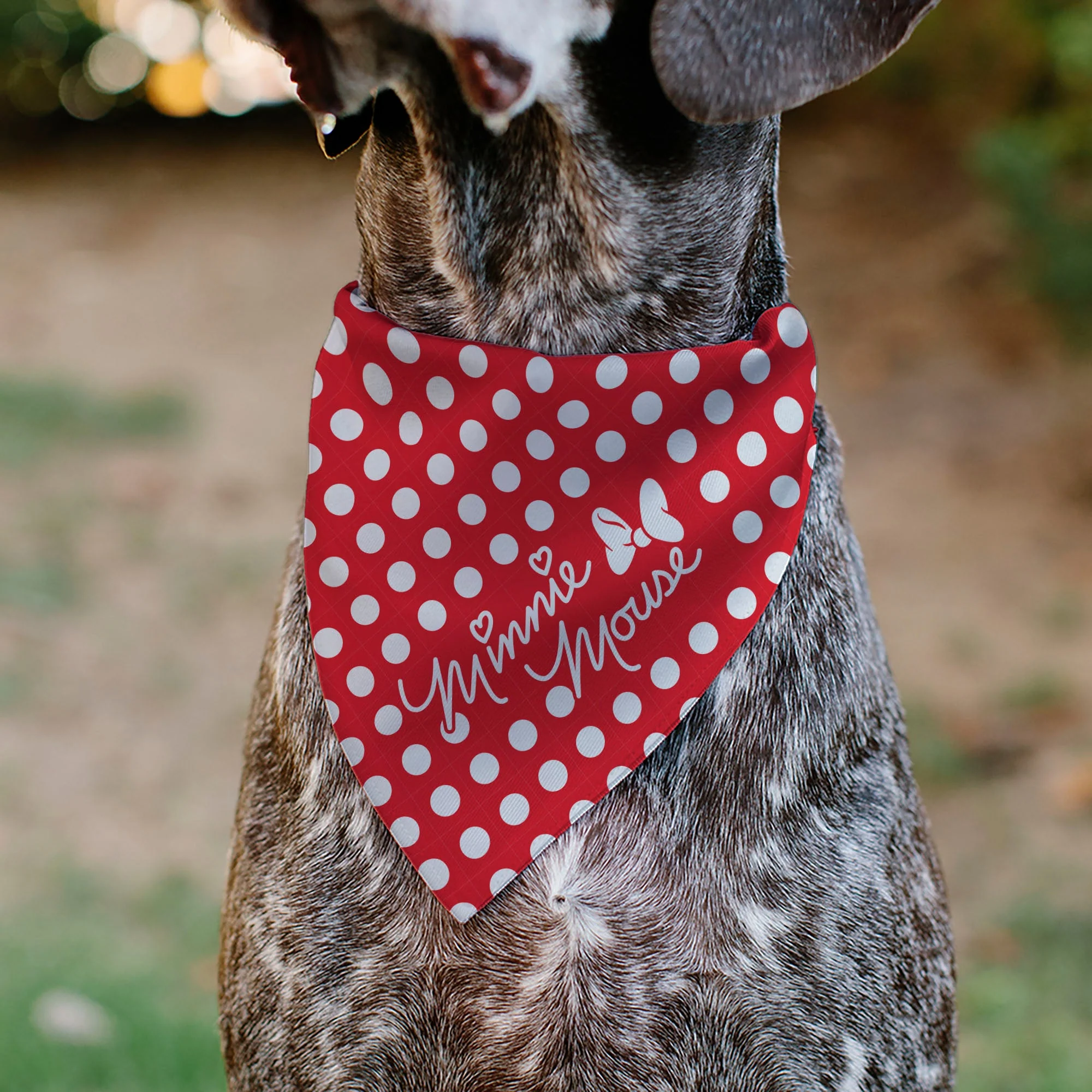 Pet Bandana - MINNIE MOUSE Autograph Script Polka Dot Red/White - Image 4