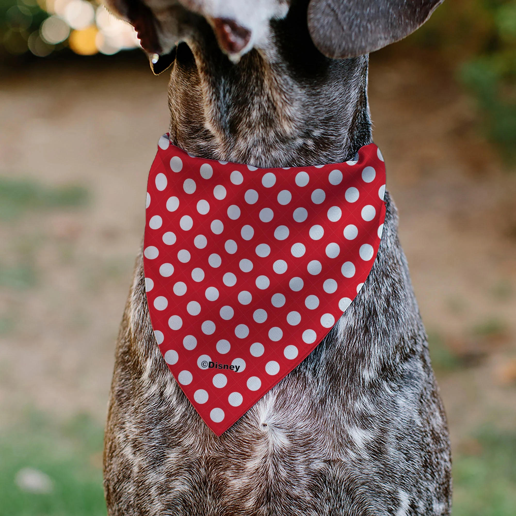 Pet Bandana - MINNIE MOUSE Autograph Script Polka Dot Red/White - Image 5
