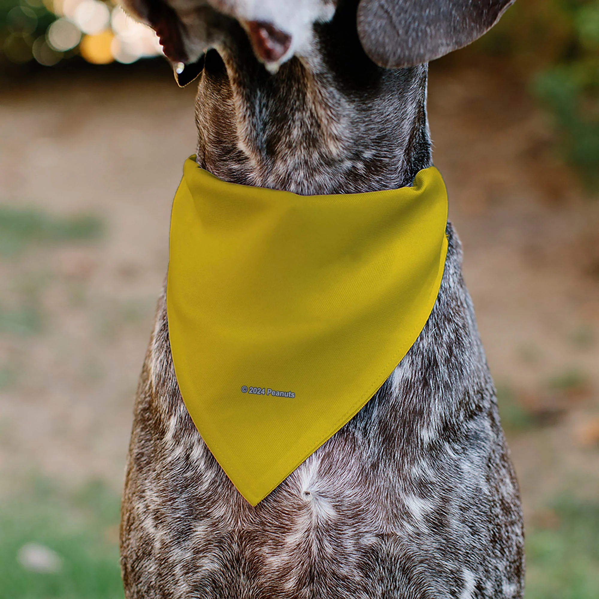 Pet Bandana - Peanuts Charlie Brown Zig Zag Stripe Yellow/Black - Image 5