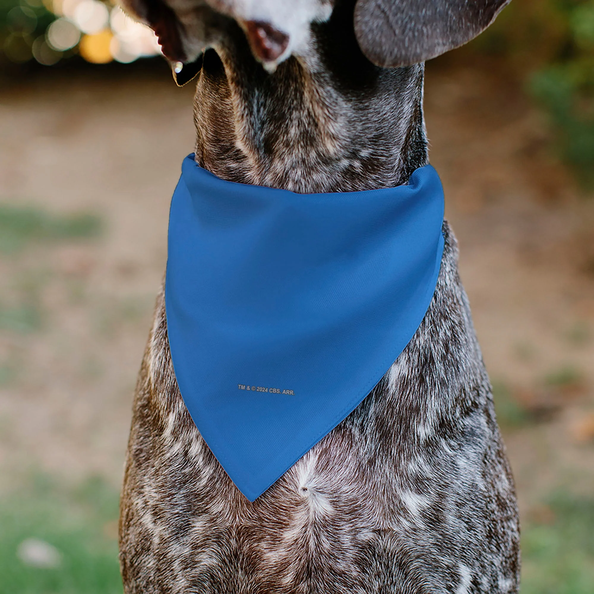 Pet Bandana - Star Trek Original Series Blue Uniform Print - Image 5
