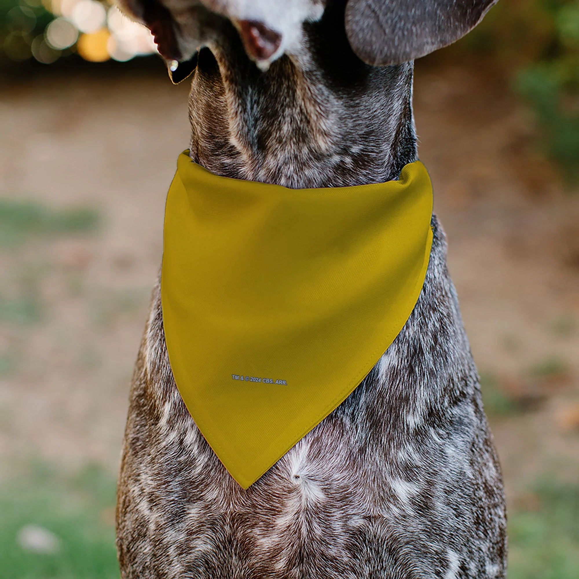 Pet Bandana - Star Trek Original Series Golden Yellow Uniform Print - Image 5