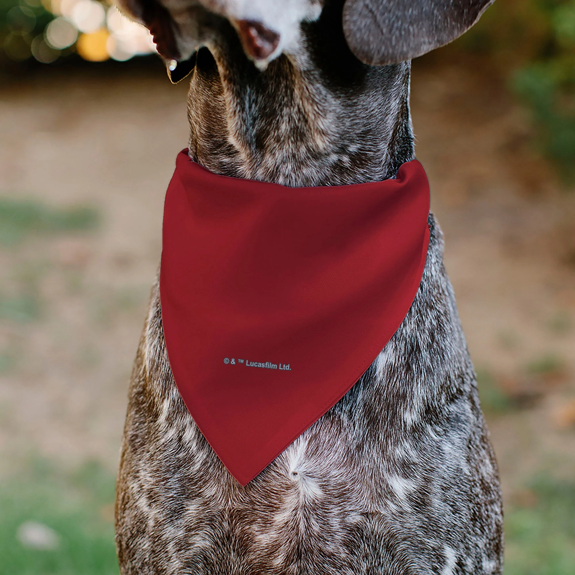 Pet Bandana - Star Wars DARTH VADER Face and Text Flame Red/Black/White - Image 5