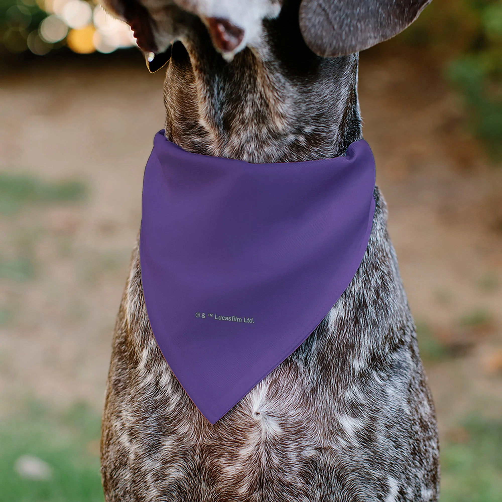 Pet Bandana - Star Wars EWOK Text and Wicket Pop Art Pose Orange/Purples/Black - Image 5