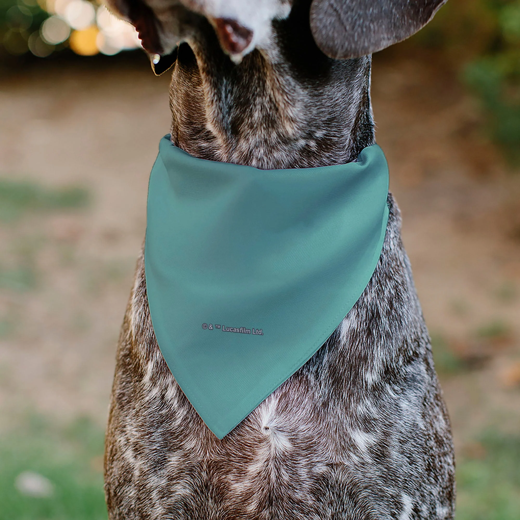 Pet Bandana - Star Wars The Madalorian and Grogu WHERE HE GOES I GO Pose Blue/Black - Image 5