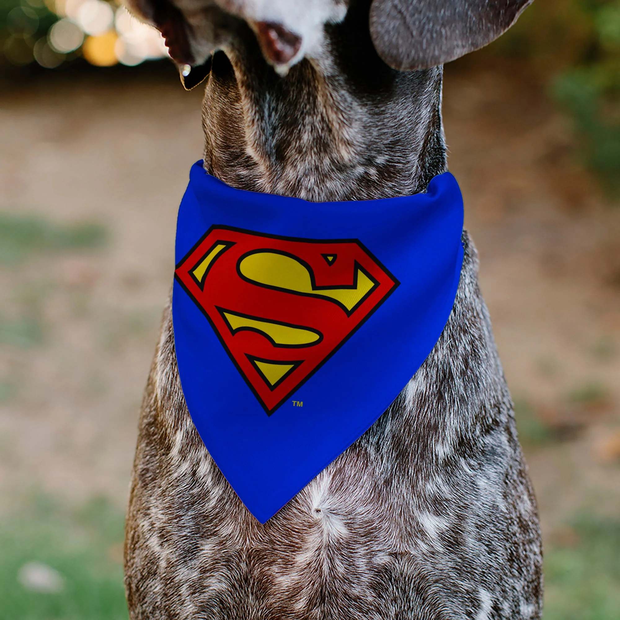 Pet Bandana - Superman Shield Logo Blue/Red/Yellow - Image 4