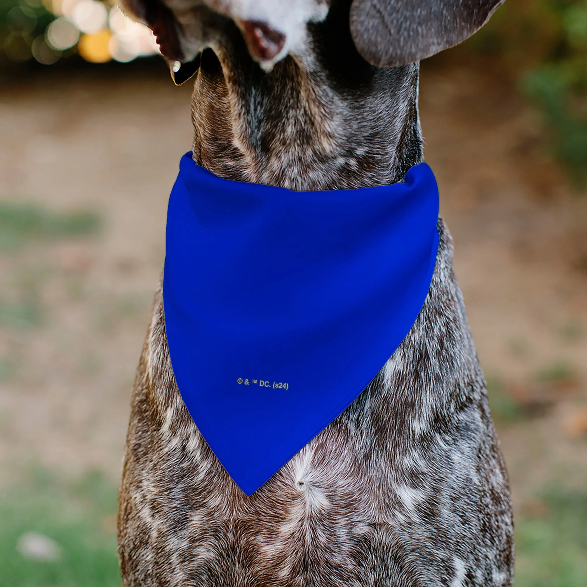 Pet Bandana - Superman Shield Logo Blue/Red/Yellow - Image 5