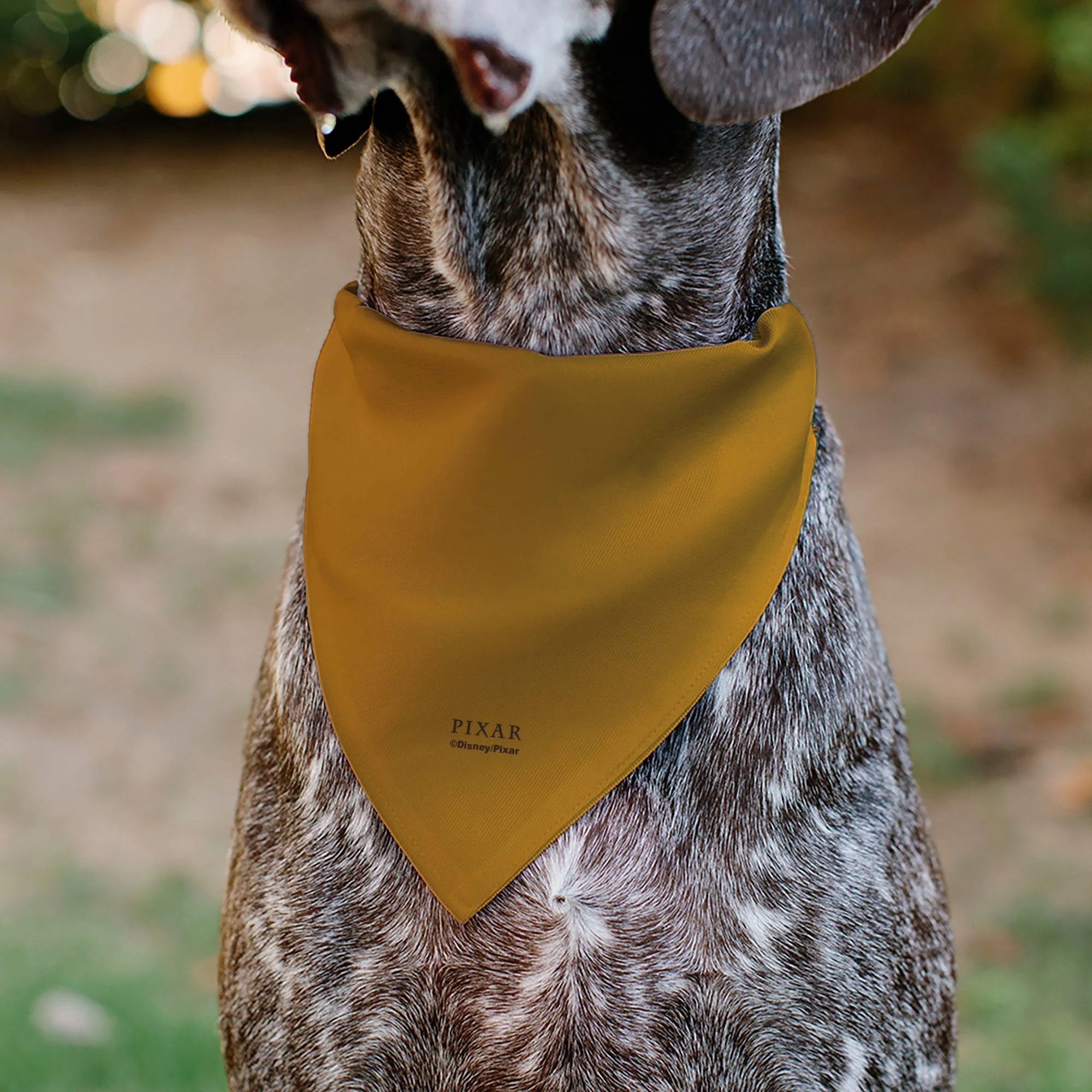 Pet Bandana - Up Dug SQUIRREL Pose and Wilderness Explorer Badge Orange - Image 5