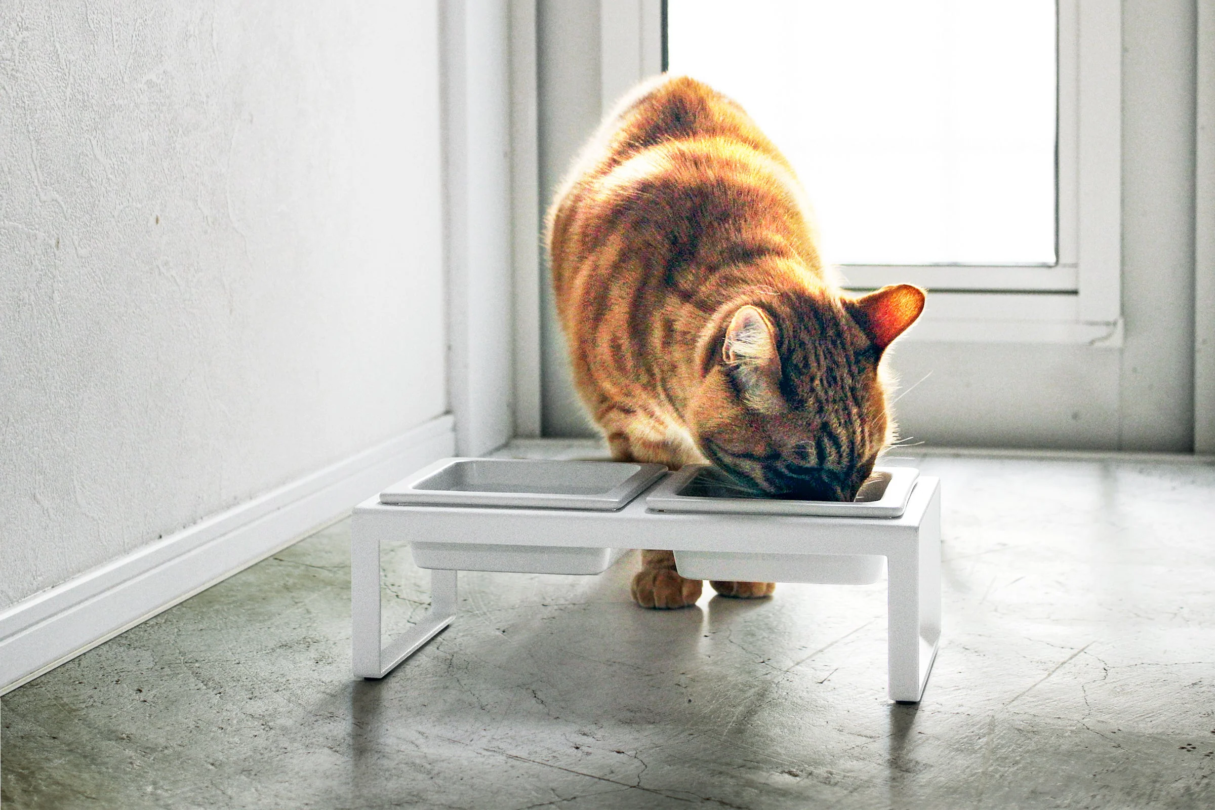 Pet Food Bowl - Tall - Steel + Ceramic - Image 2