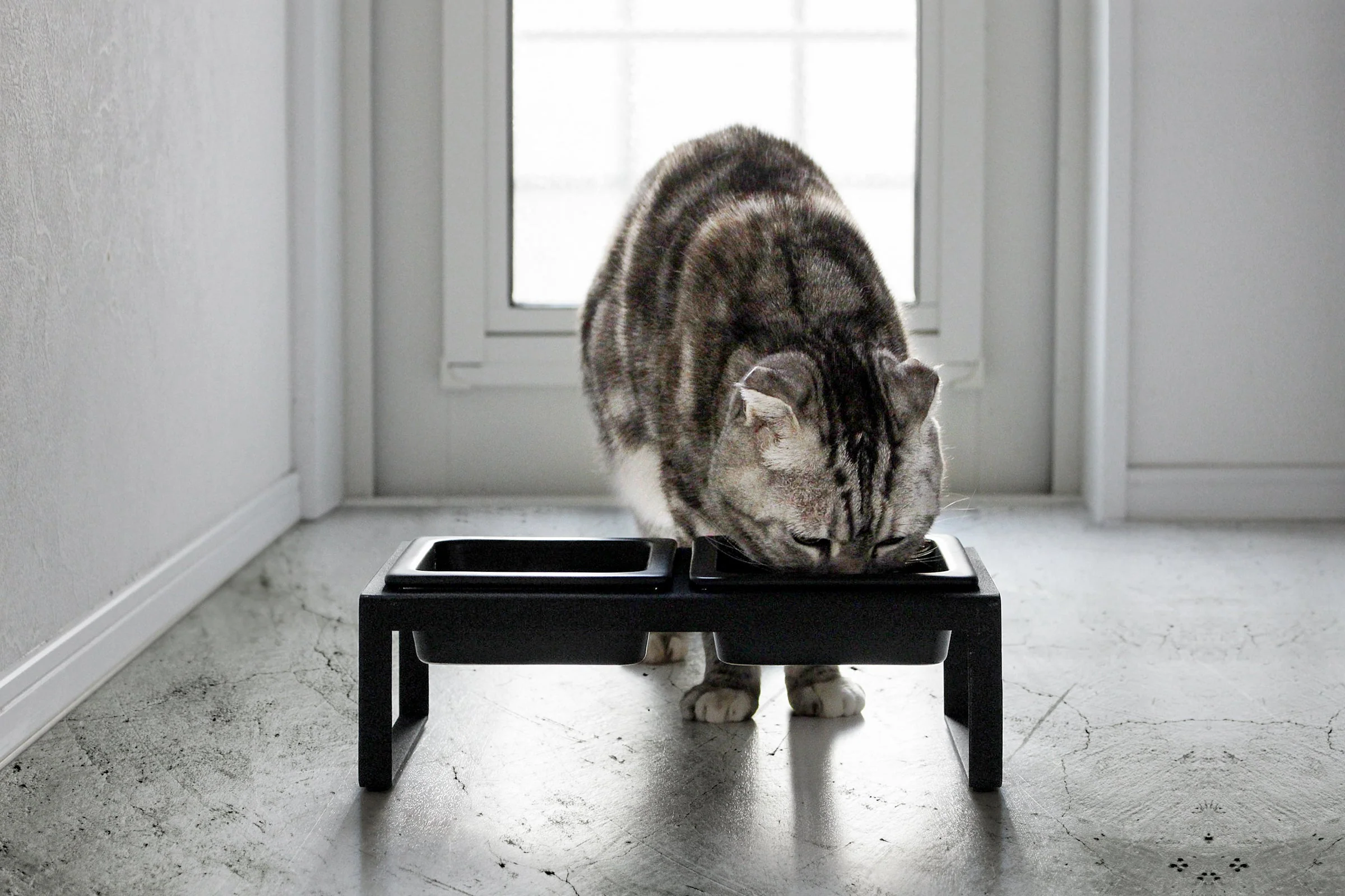 Pet Food Bowl - Tall - Steel + Ceramic - Image 6