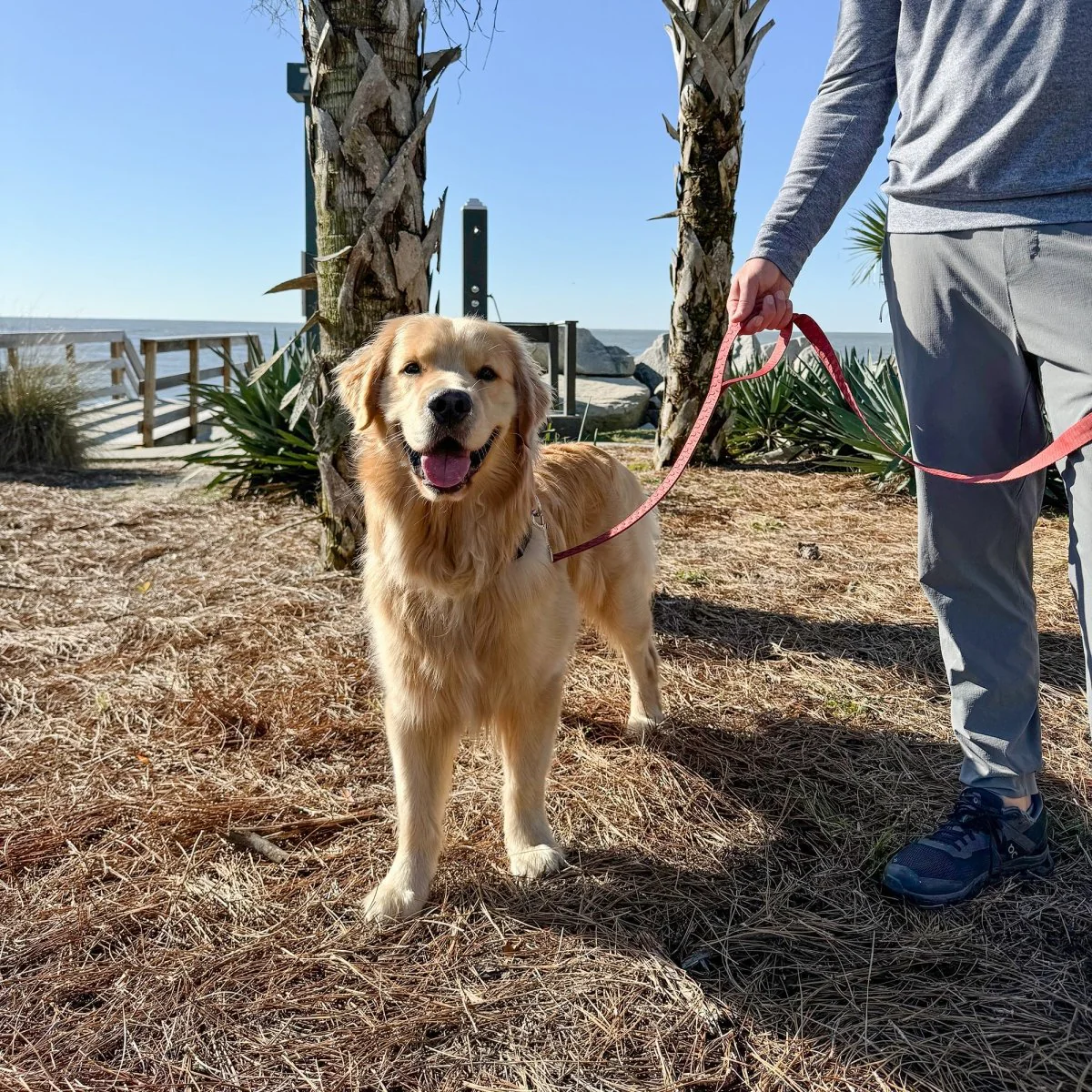 Pet Leash- Checkered Wave - Image 6