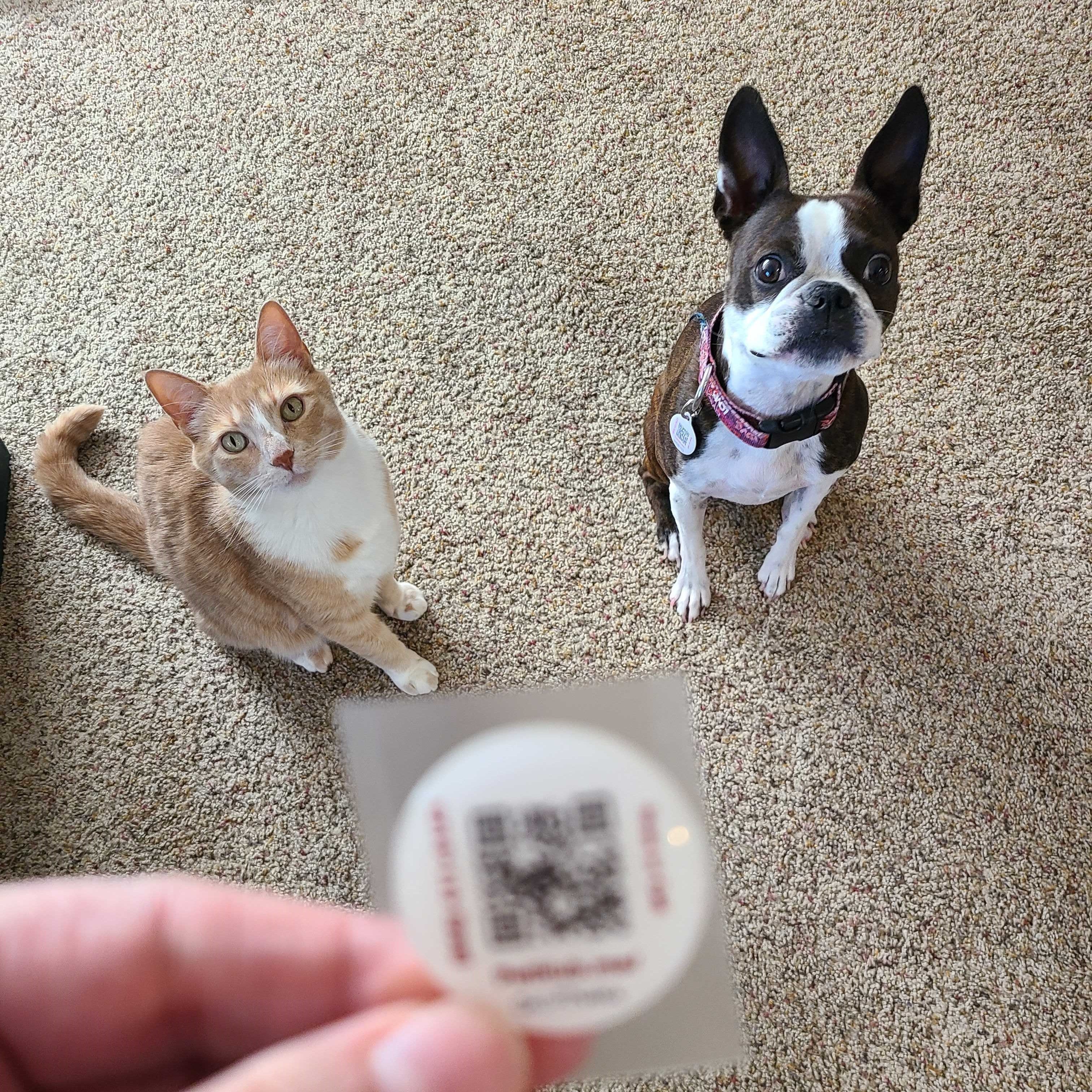 PetHub QR Pet ID Sticker – Upgrade Any Tag + Backup Pet Protection - Image 5