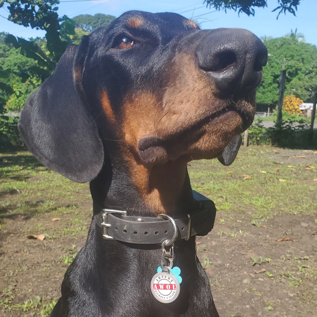 PetHub QR Pet ID Tag – Absent Without a Leash (AWOL) - Image 3