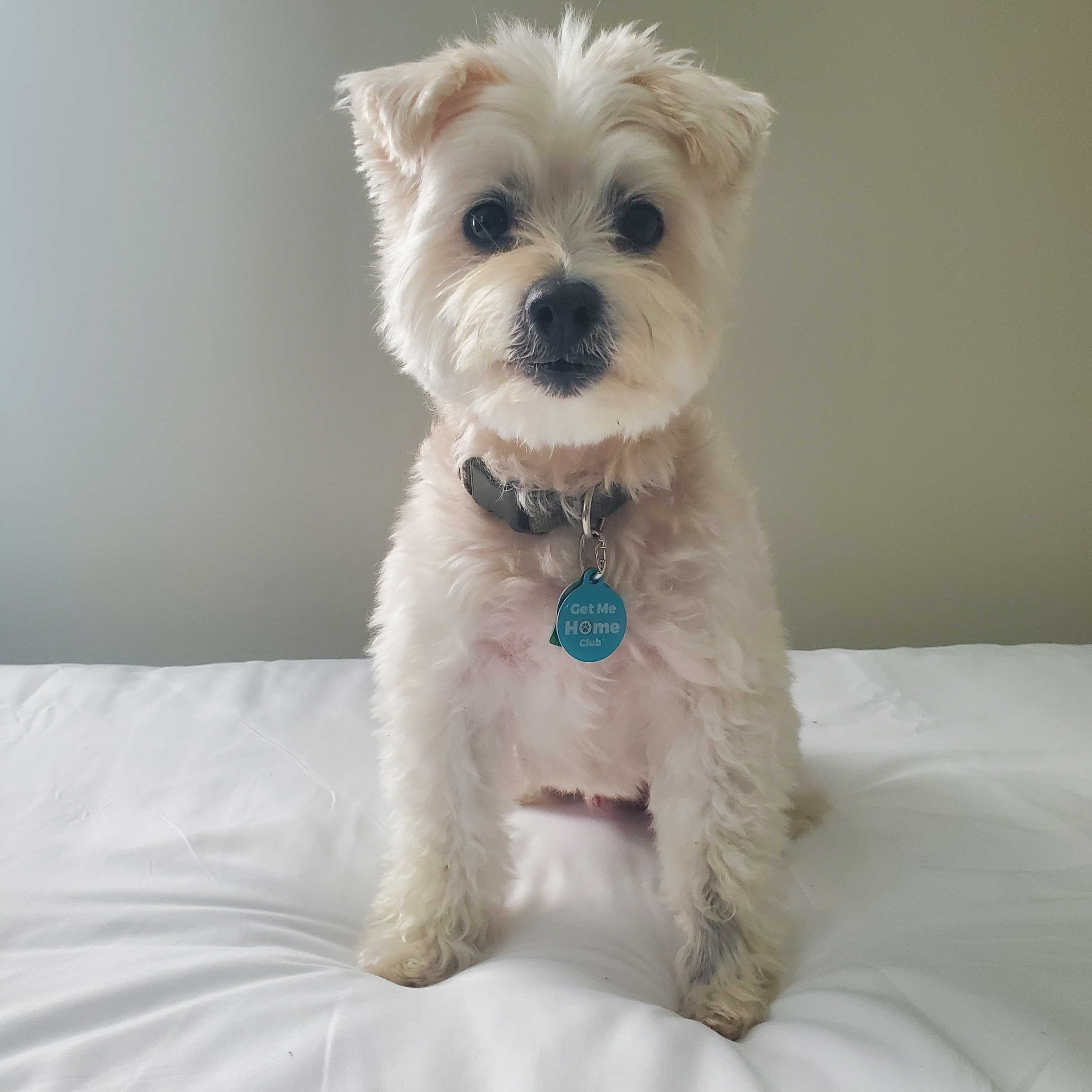 PetHub QR Pet ID Tag – Get Me Home Club - Image 3