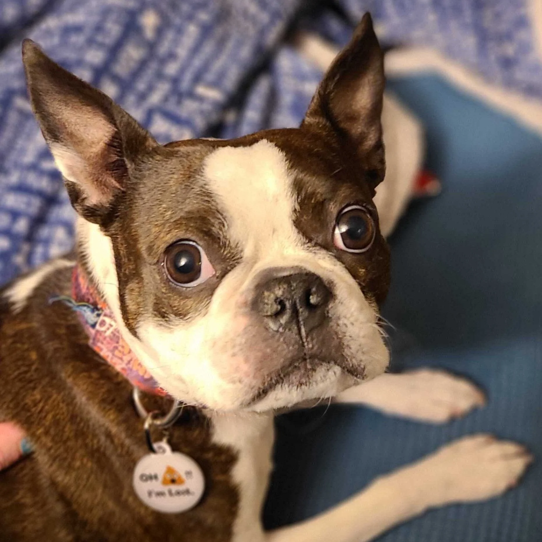 PetHub QR Pet ID Tag – Oh Crap I’m Lost - Image 3