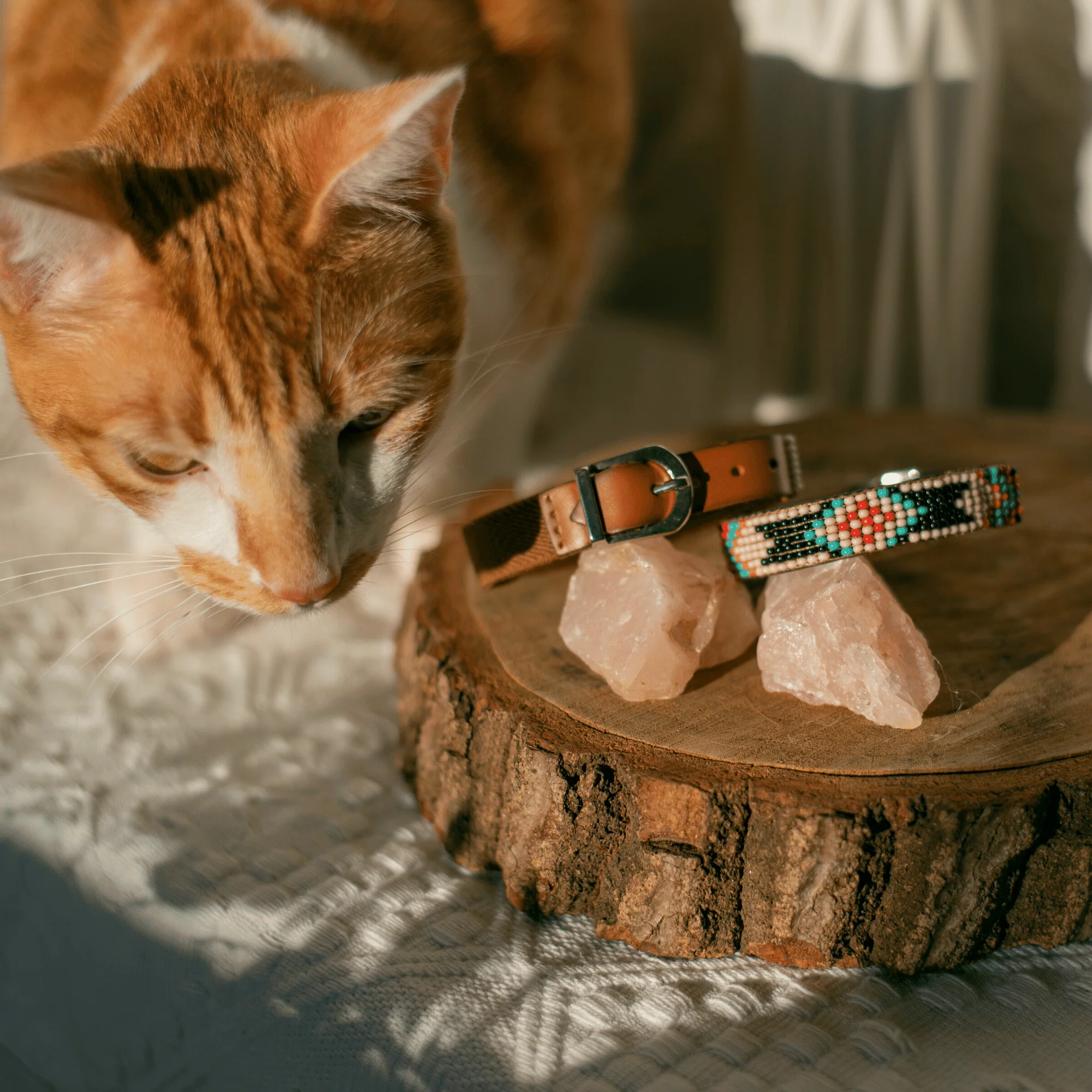 Phoenix Sambboho cat collar - Image 5