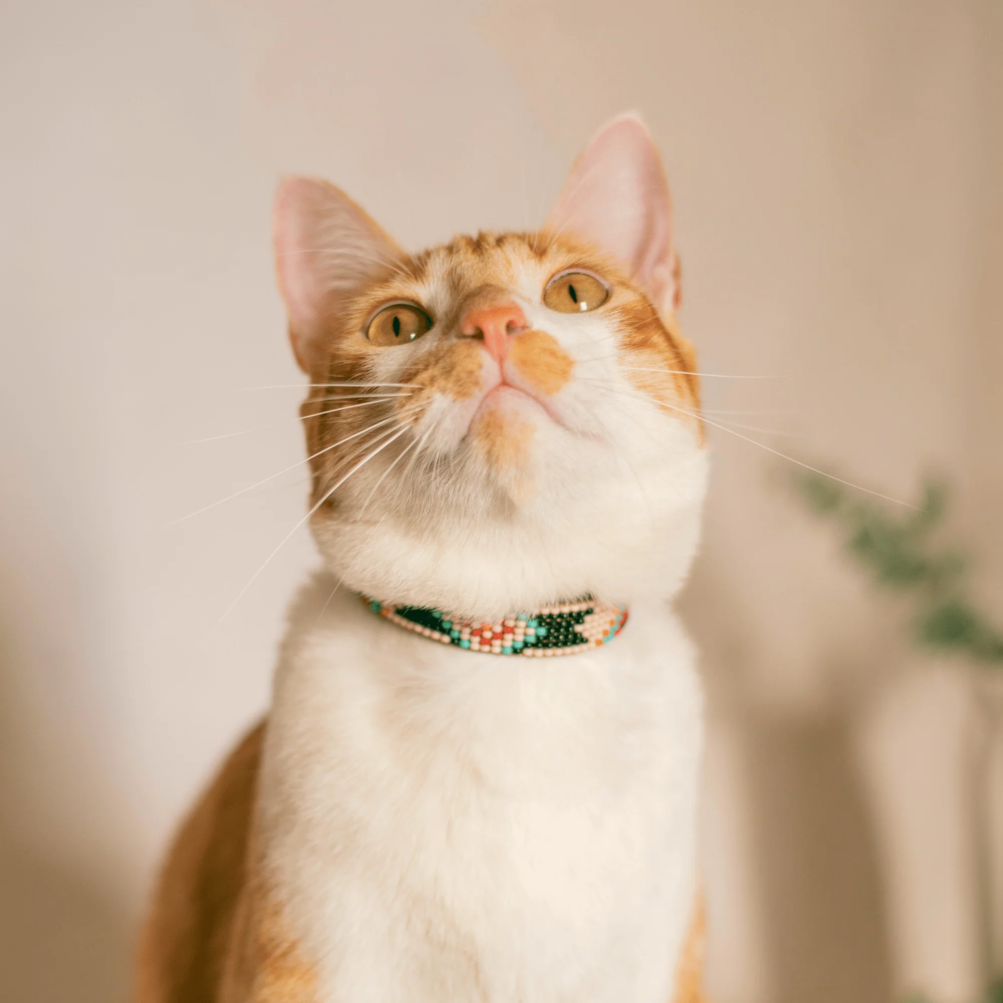 Phoenix Sambboho cat collar - Image 6