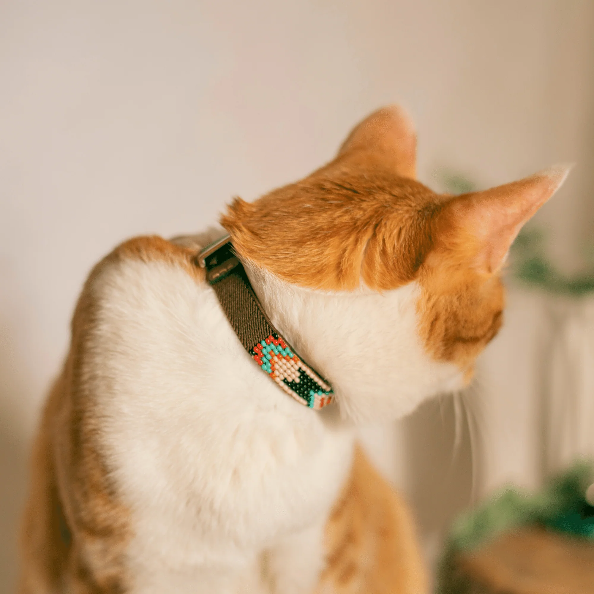 Phoenix Sambboho cat collar - Image 7