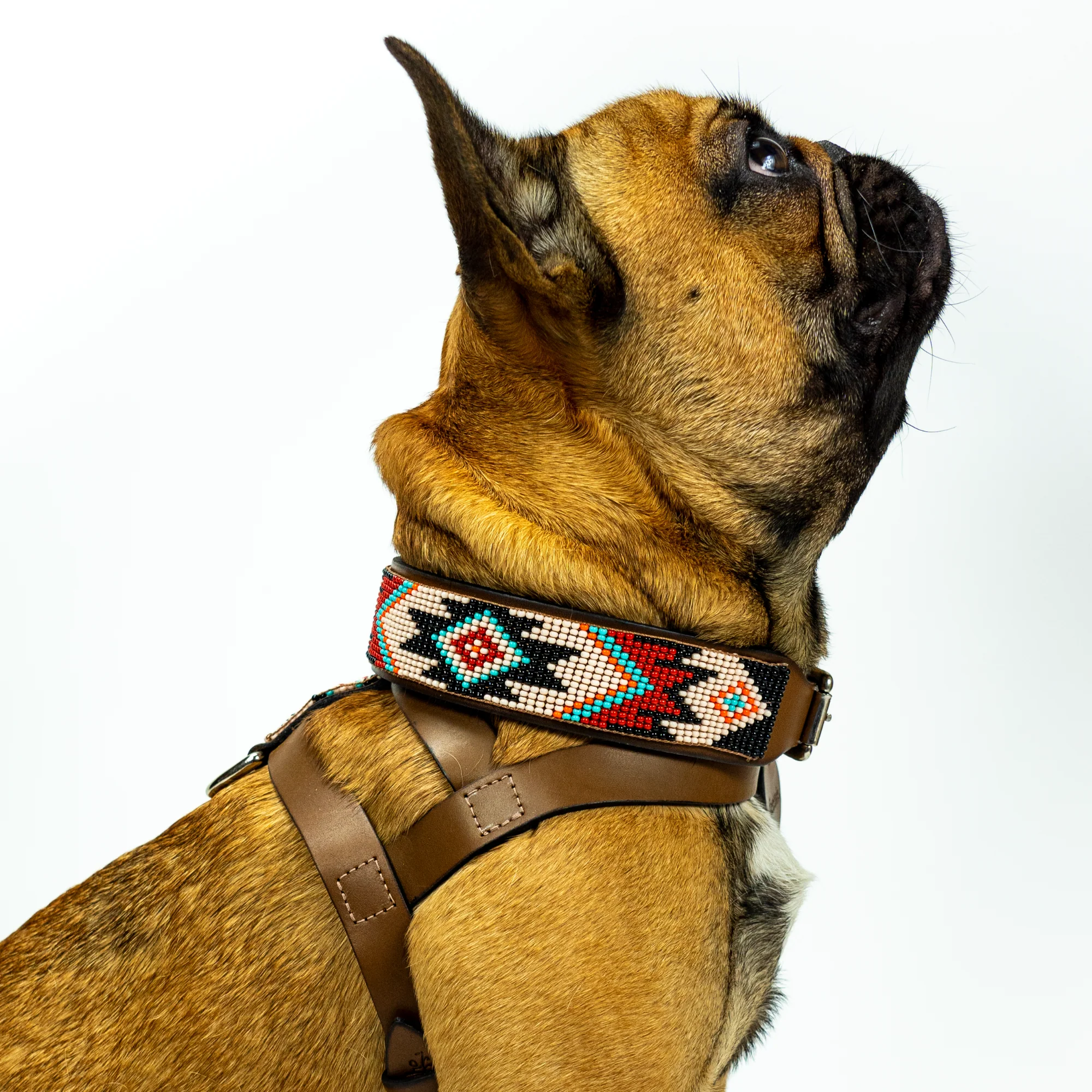 Phoenix Sambboho dog collar - Image 7