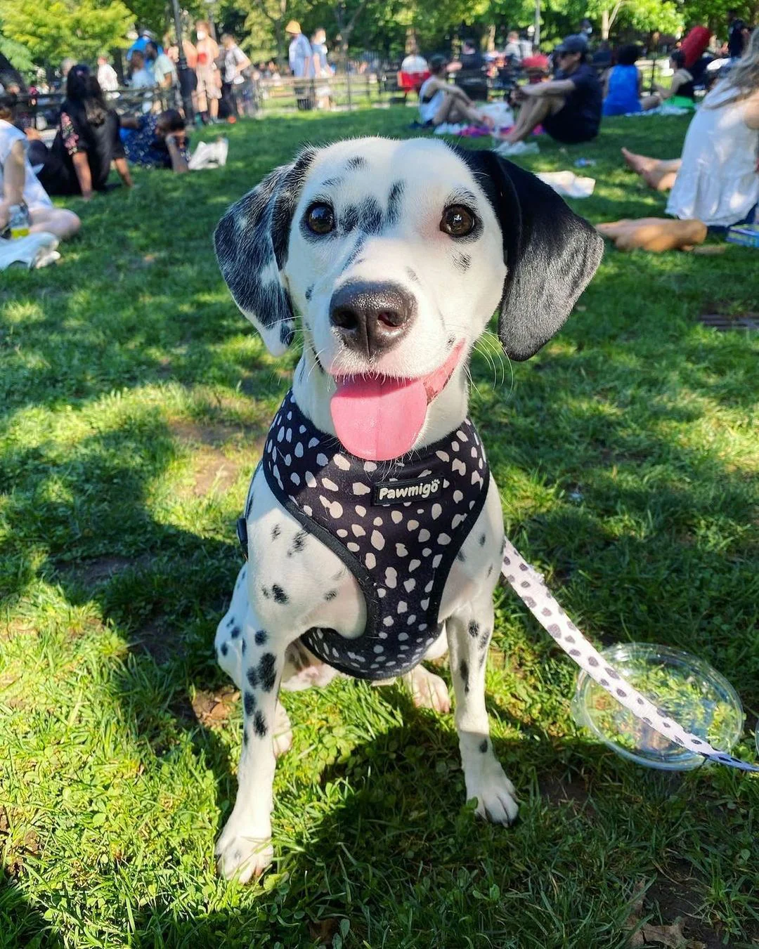 Polka Dog Reversible Harness - Image 2
