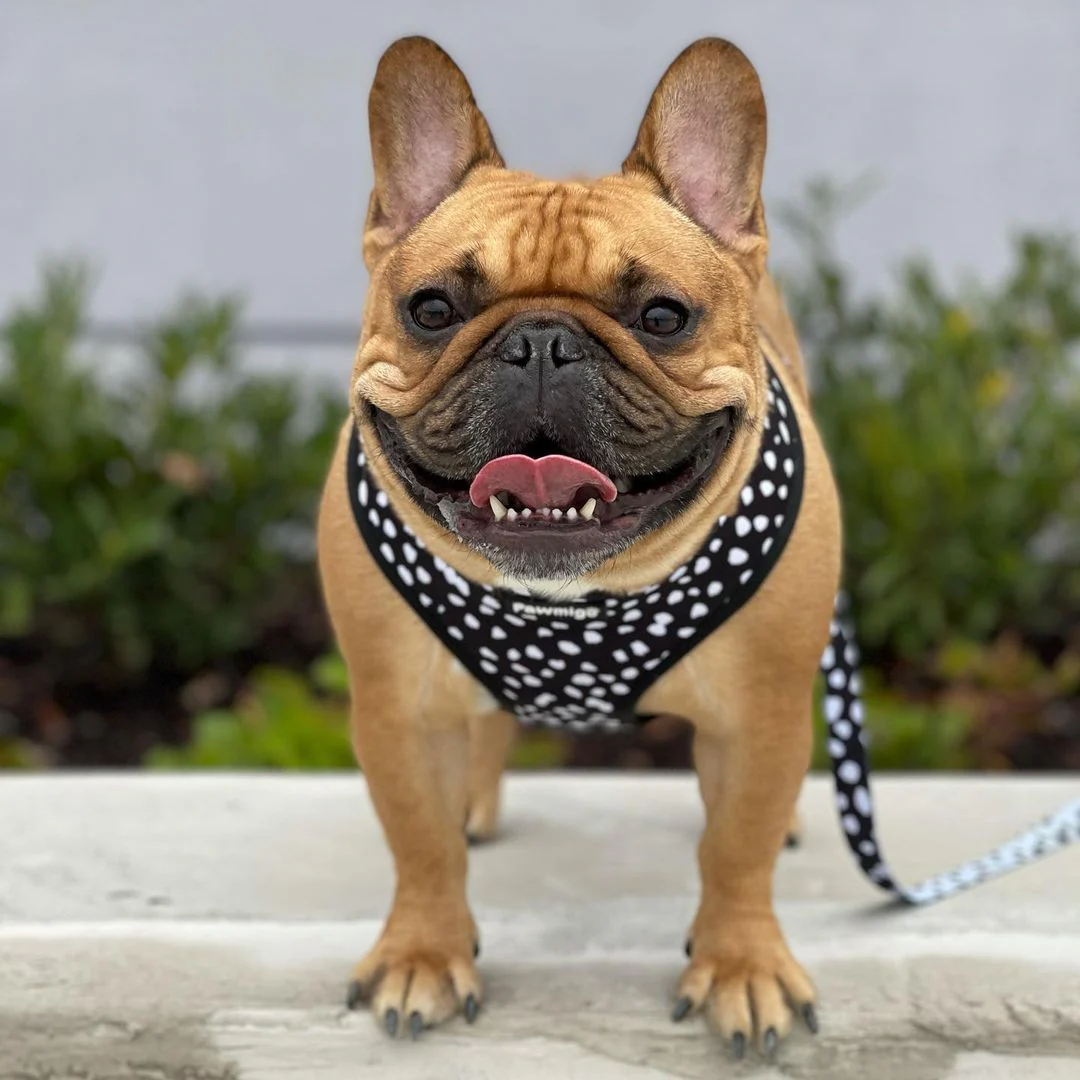 Polka Dog Reversible Harness - Image 4