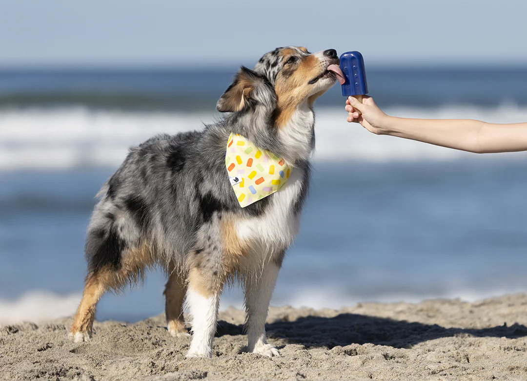Popsicle Dog Bandana - Image 3