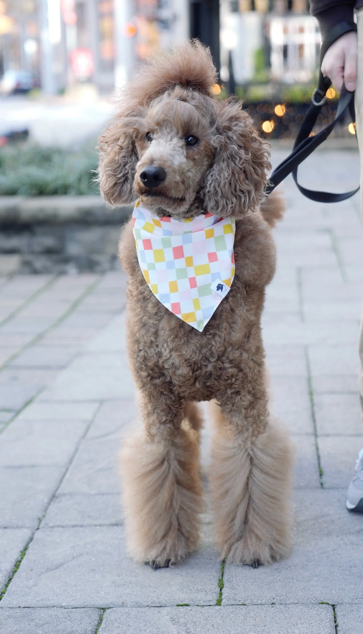 Popsicle Dog Bandana - Image 4