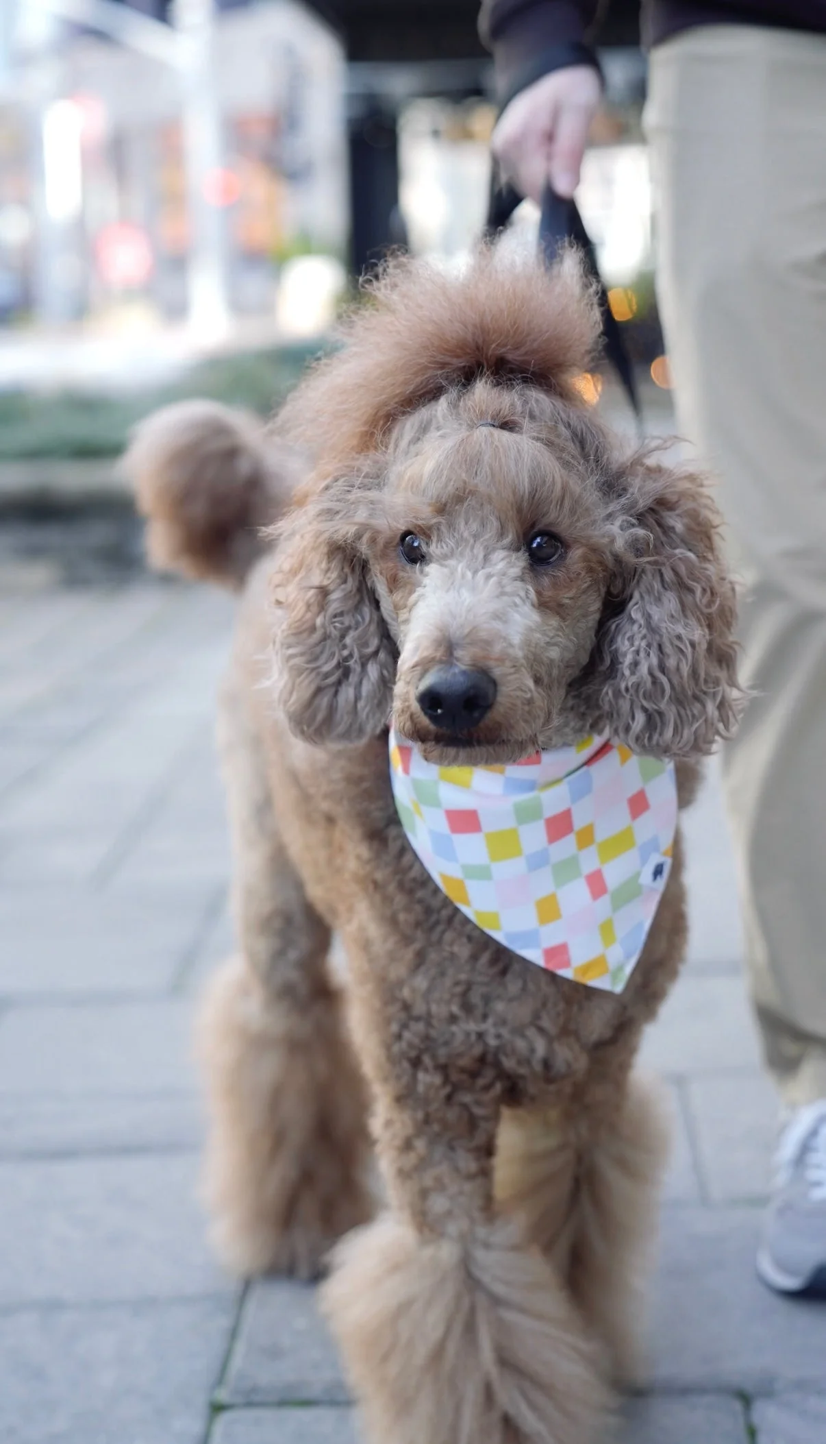 Popsicle Dog Bandana - Image 5
