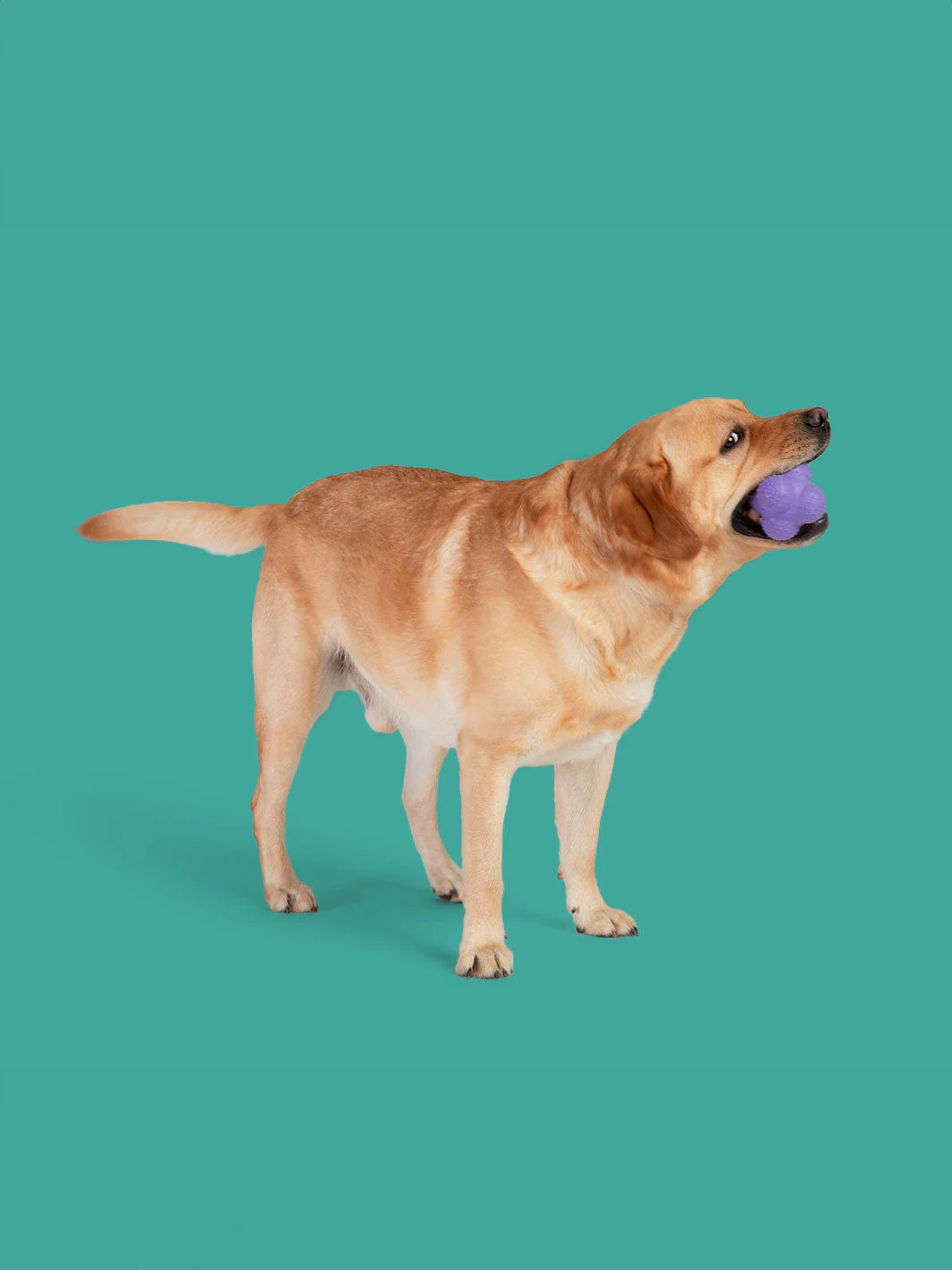 Pup Star MAX - Image 2