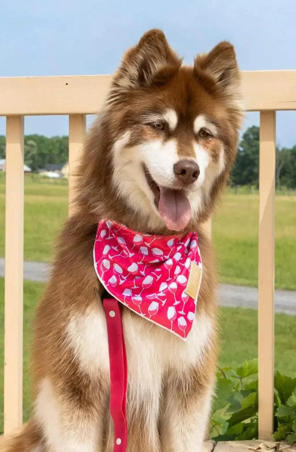 Red Mountain Syrah Dog Bandana - Image 2