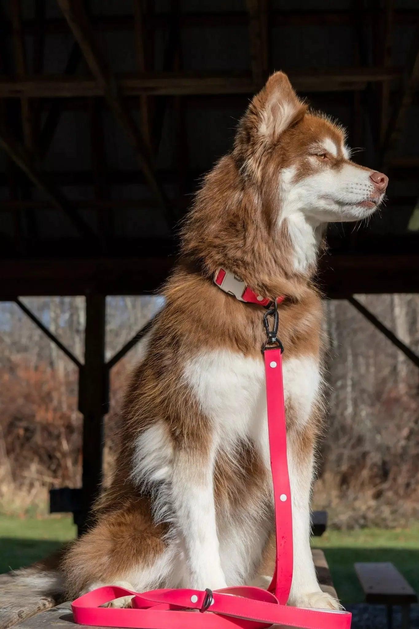 Red Mountain Syrah Waterproof Dog Leash - Image 2