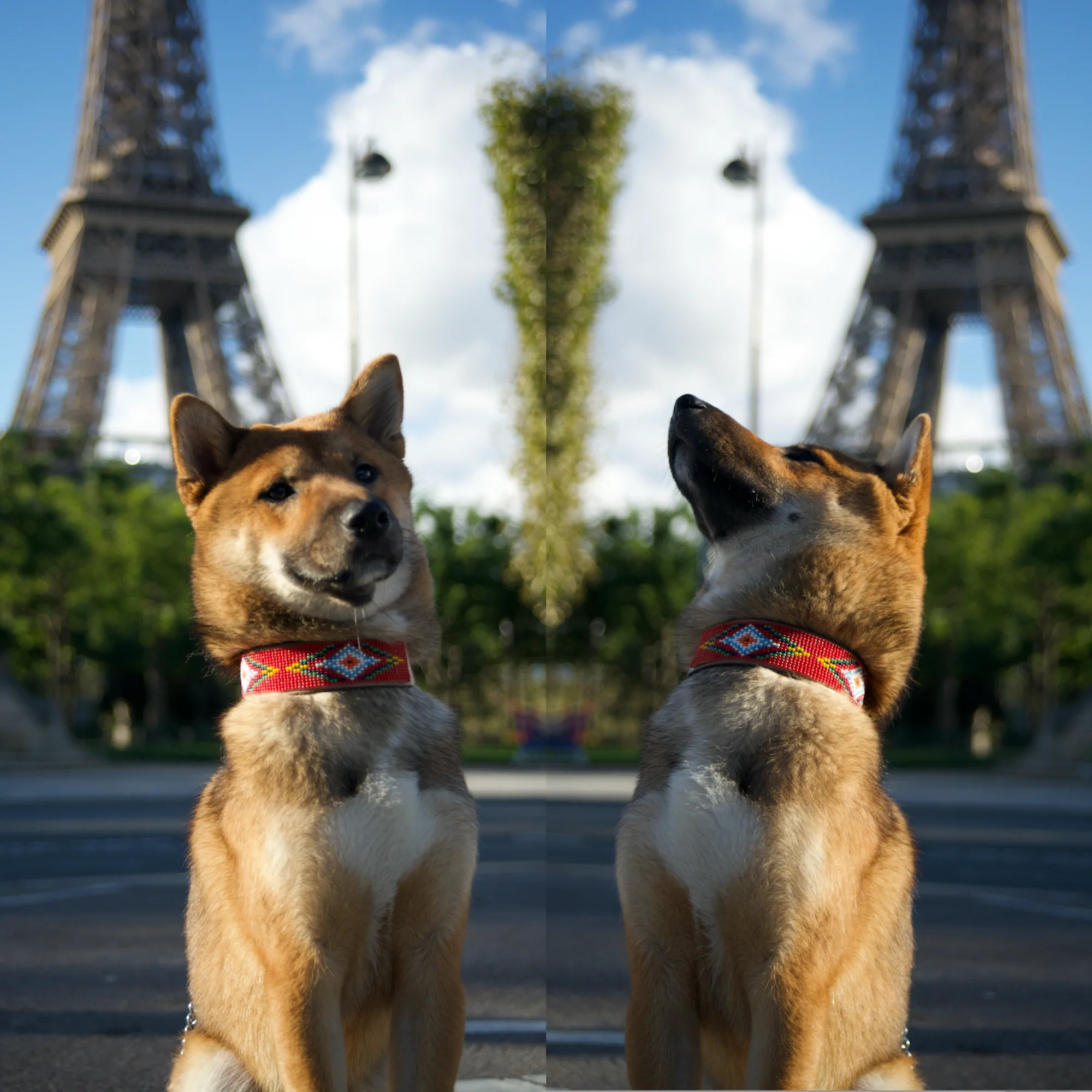 Red Vogue Sambboho dog collar - Image 6