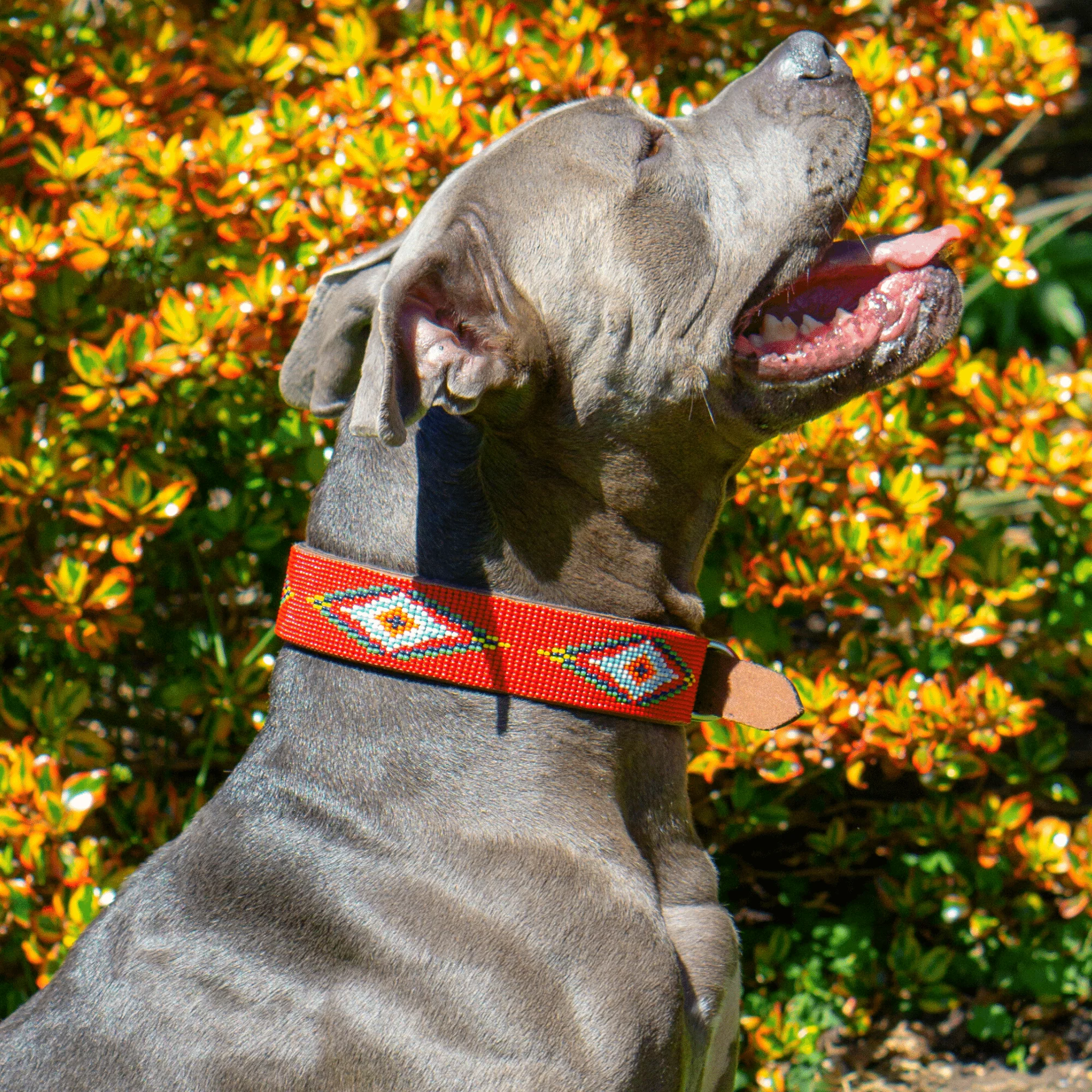 Red Vogue Sambboho dog collar - Image 7
