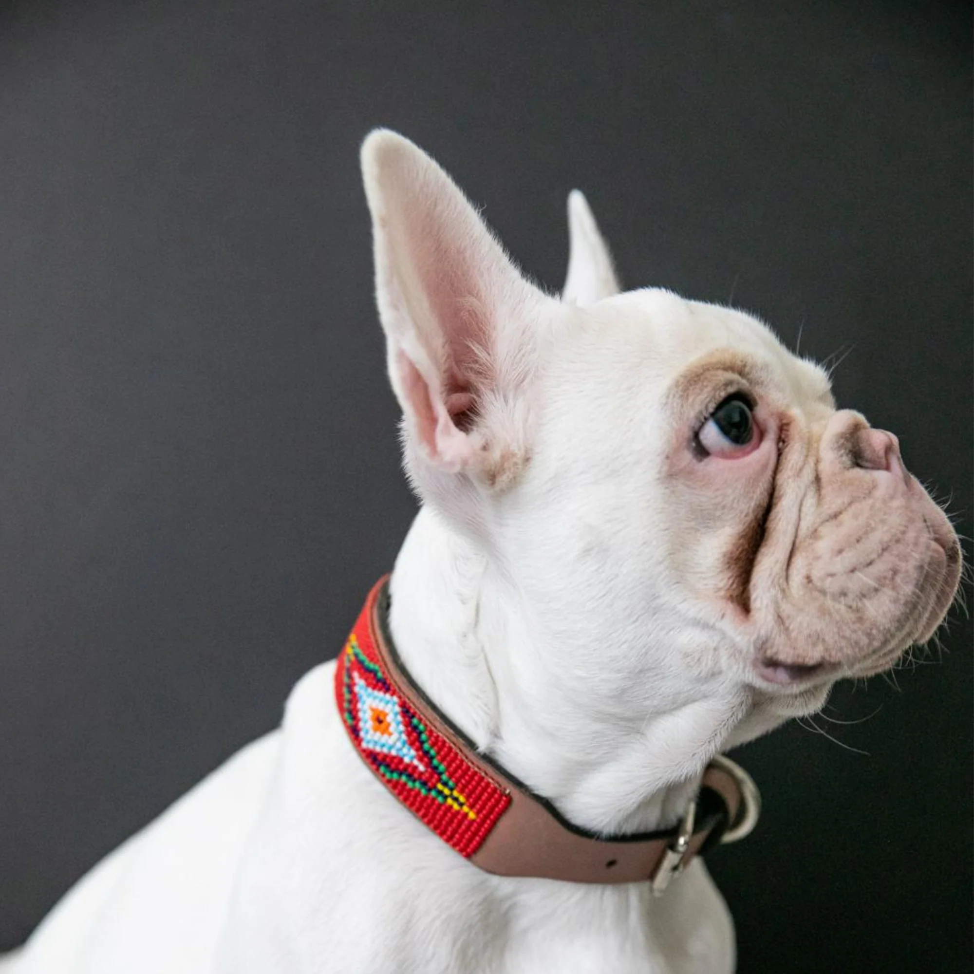 Red Vogue Sambboho dog collar - Image 8