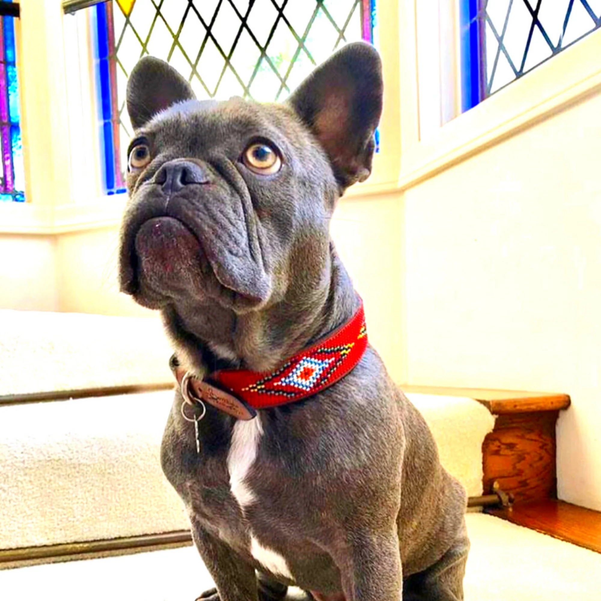 Red Vogue Sambboho dog collar - Image 9