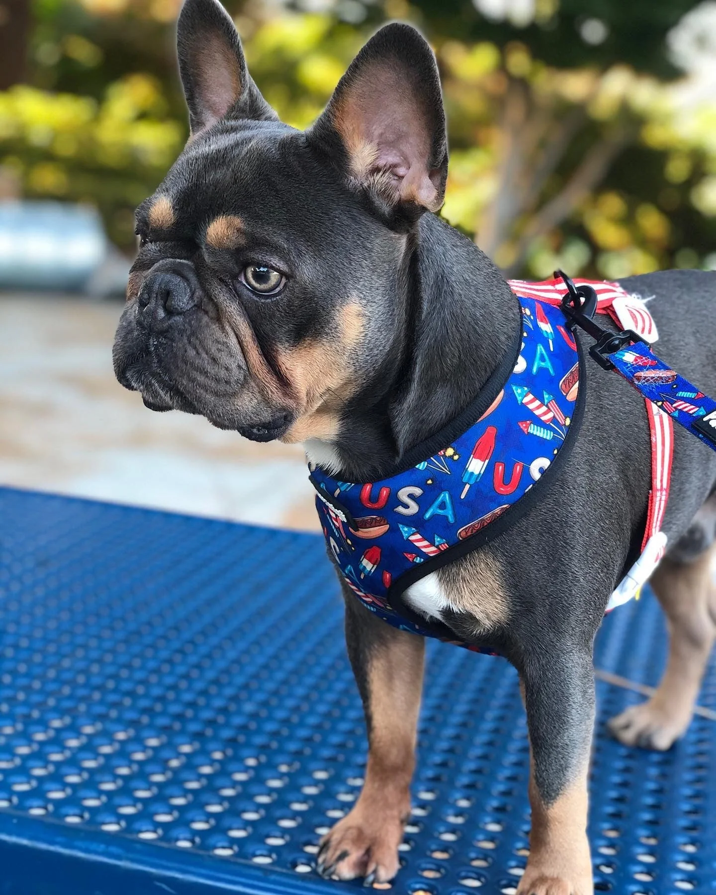 Red, White & Bark Reversible Harness - Image 4