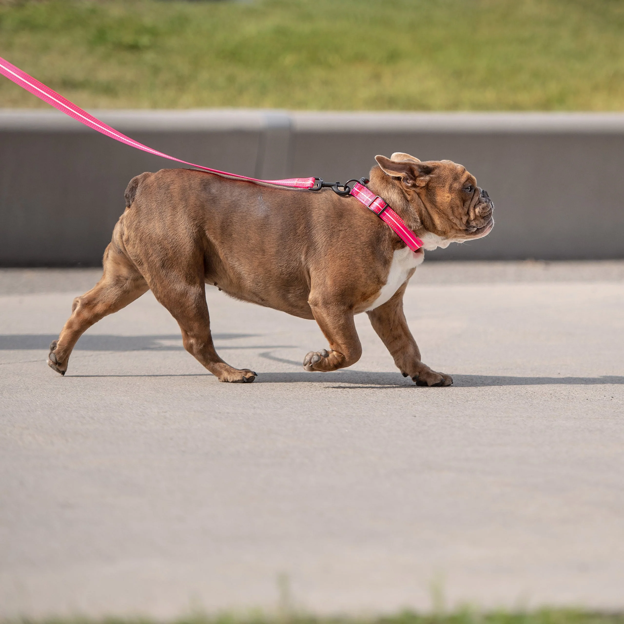 Reflective Collar - Neon Pink - Image 3