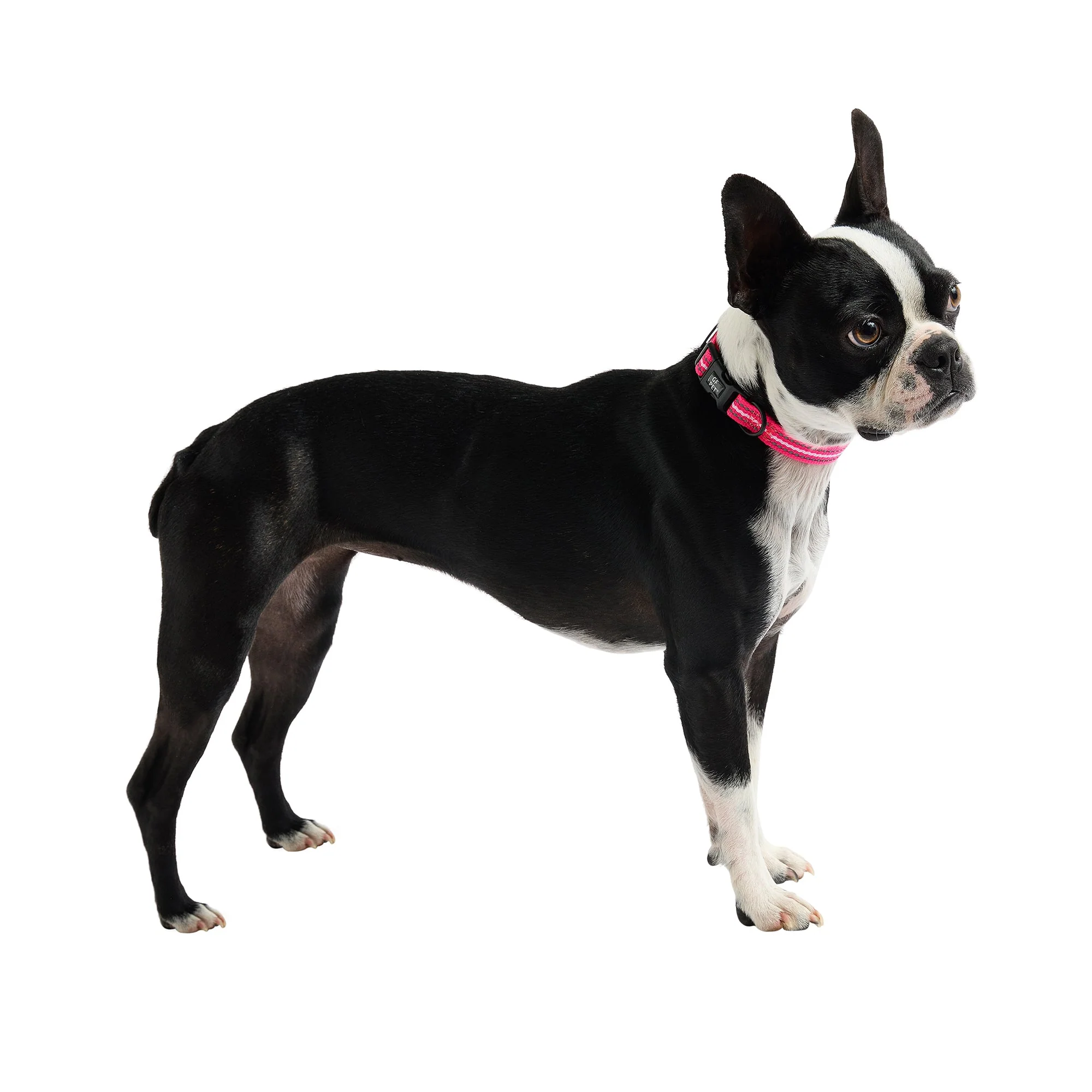 Reflective Collar - Neon Pink - Image 4
