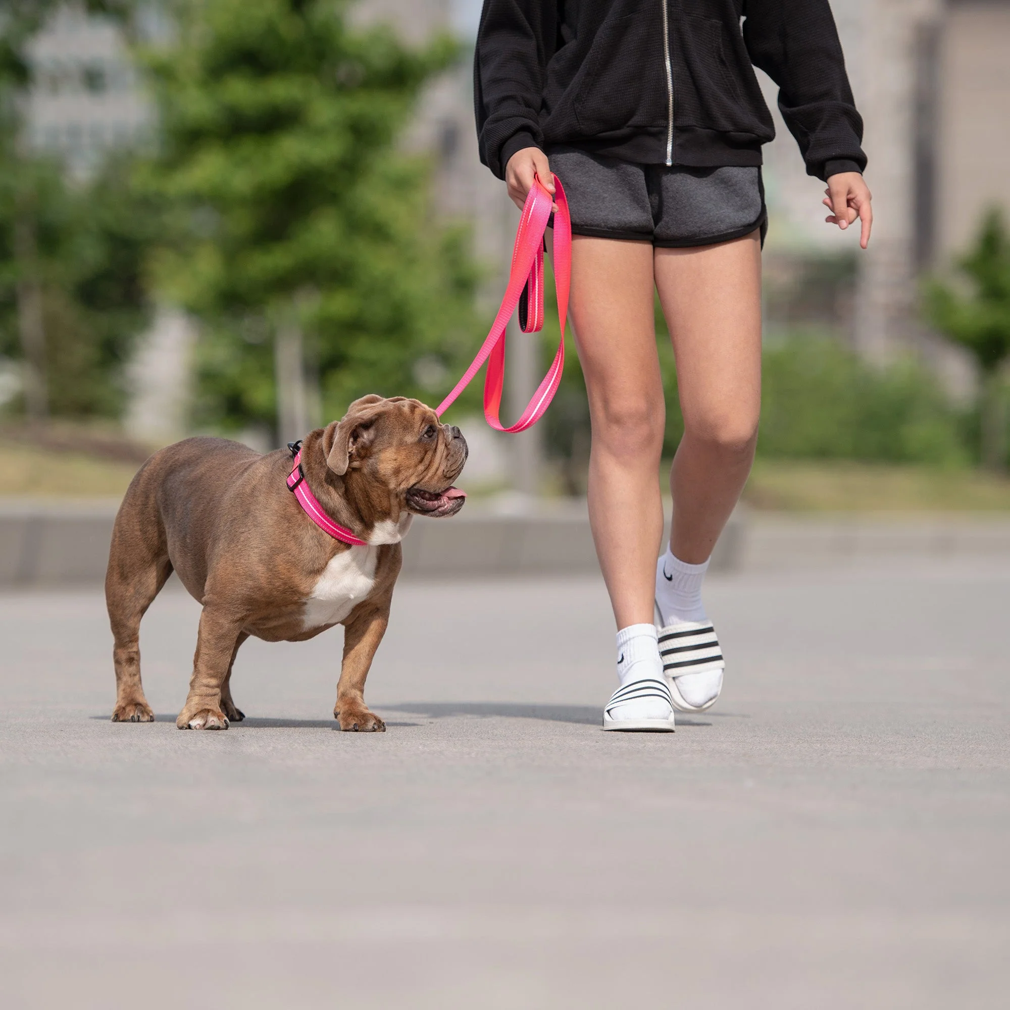 Reflective Collar - Neon Pink - Image 5