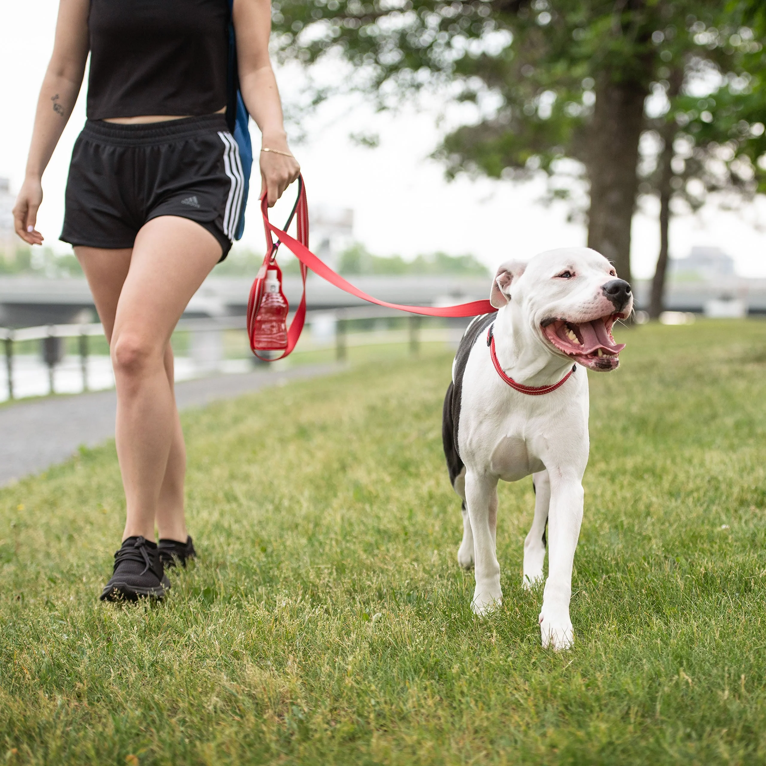 Reflective Leash - Red - Image 2