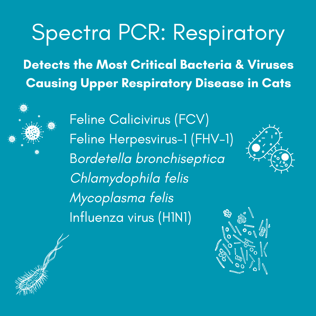 Respiratory Infection Check Mail-In Test for Cats (PCR) - Image 3