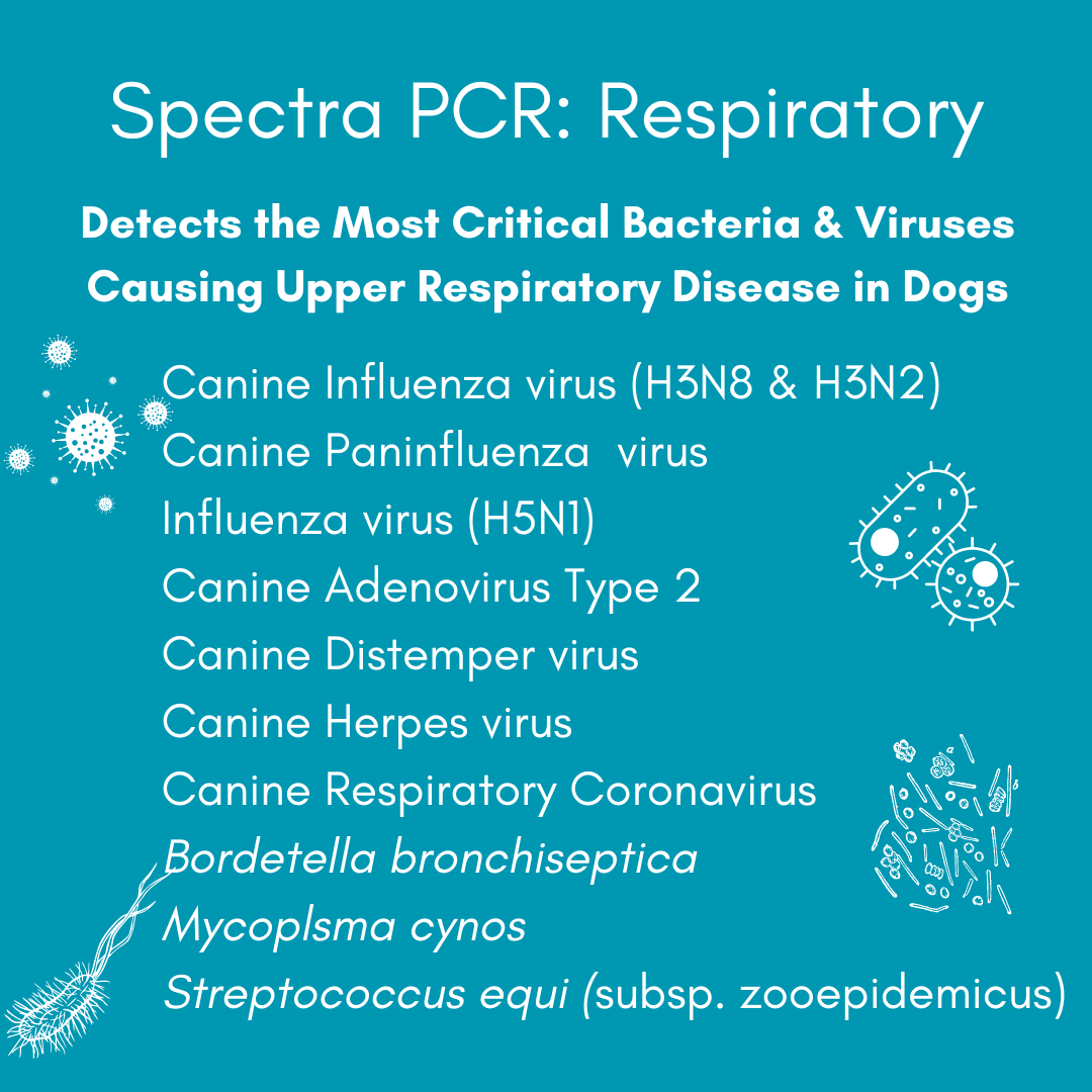 Respiratory Infection Check Mail-In Test for Dogs (PCR): At-Home Testing - Image 3