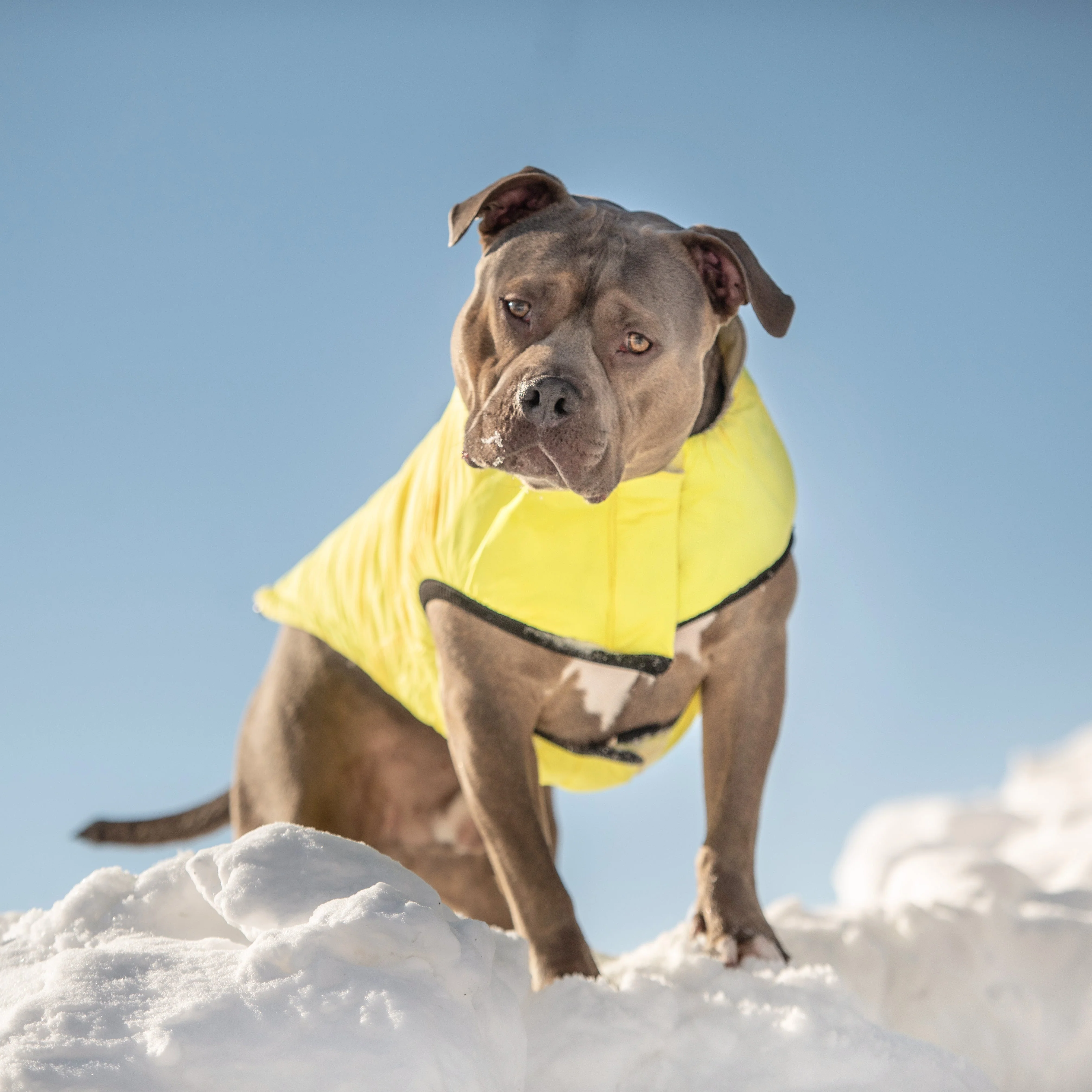 Reversible Chalet Jacket - Sand/Yellow - Image 9