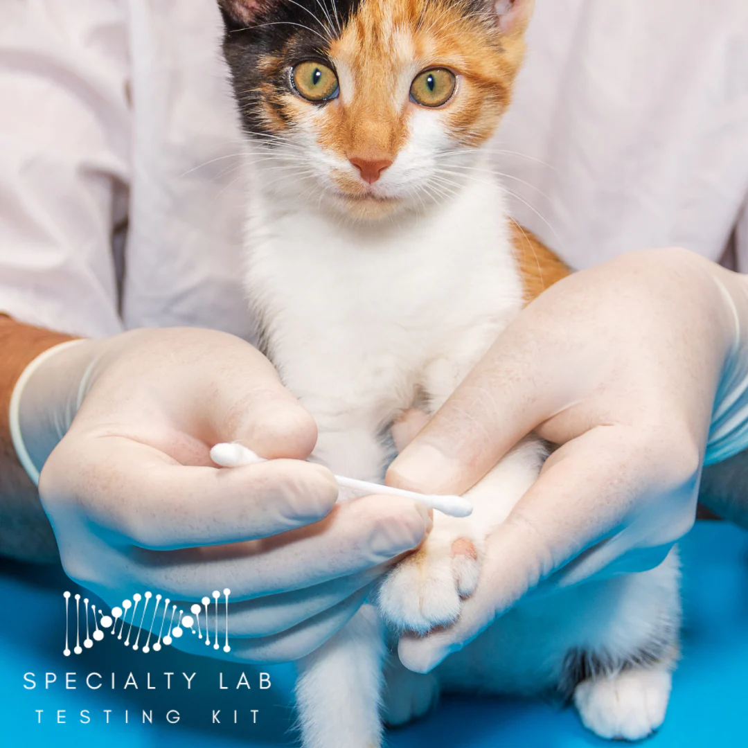 Ringworm PCR Test for Pets: At-Home Testing - Image 5